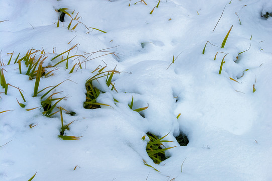 冰雪覆盖的草地