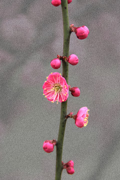 梅花花蕊