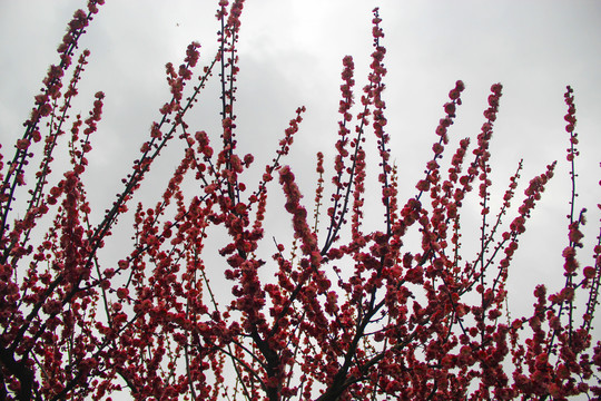 红梅花素材