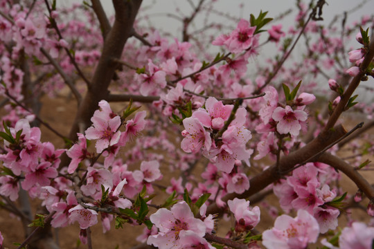 桃花