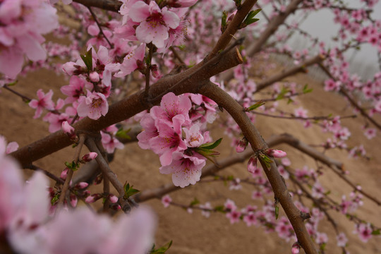 桃花