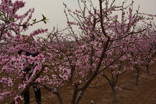 桃花