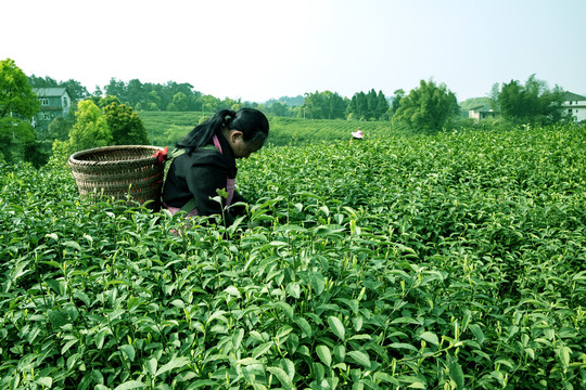 茶园风光