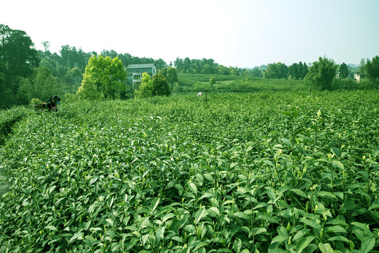 茶园风光