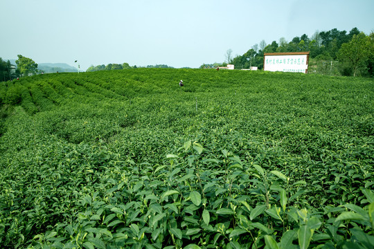 茶园风光