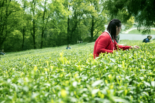 茶园风光