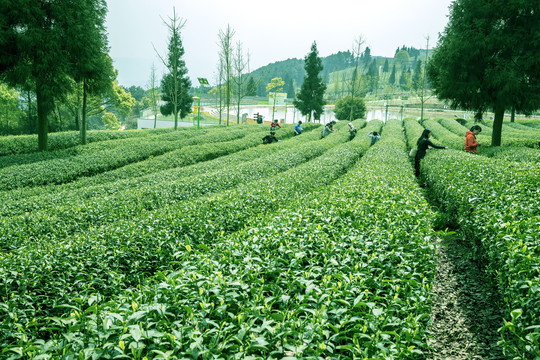 茶园风光