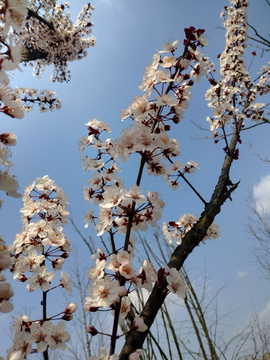 樱花桃花