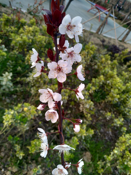 樱花桃花