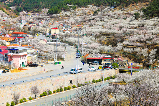 山谷花开