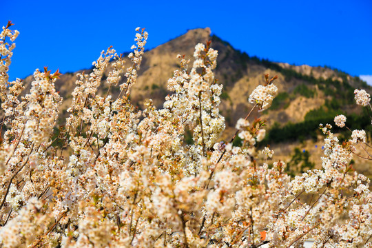 樱桃花