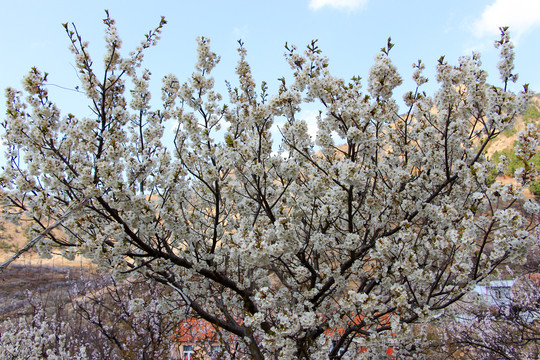 樱桃花