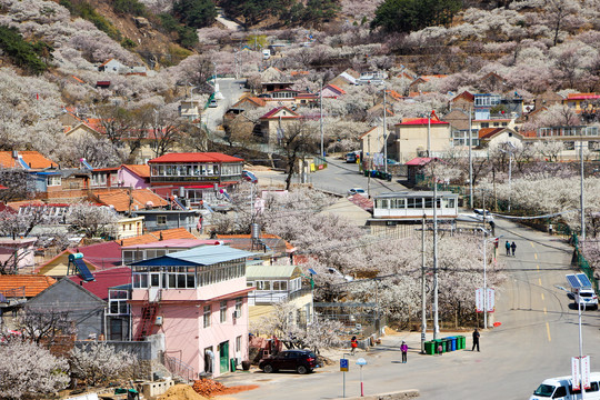 青岛山村