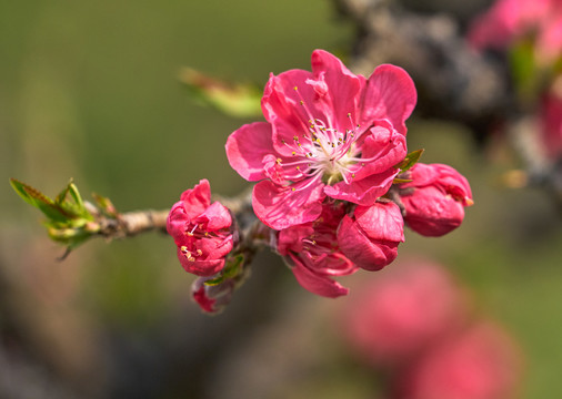 红桃花