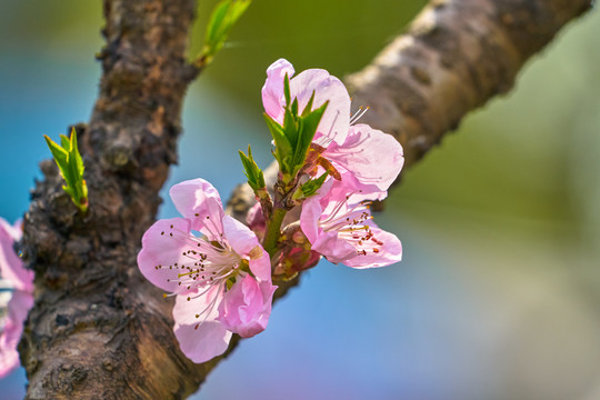 桃花