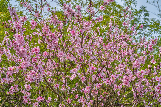 桃花