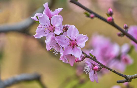 桃花