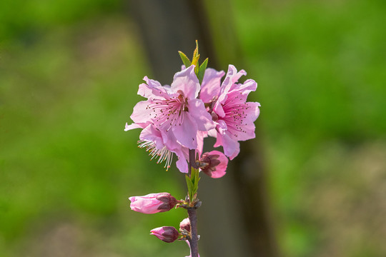 桃花