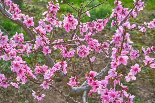 桃花