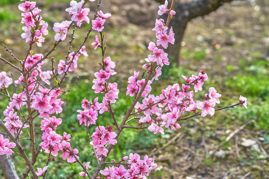 桃花