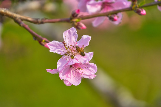 桃花和蜜蜂