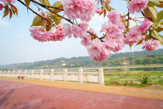 樱花健身步道