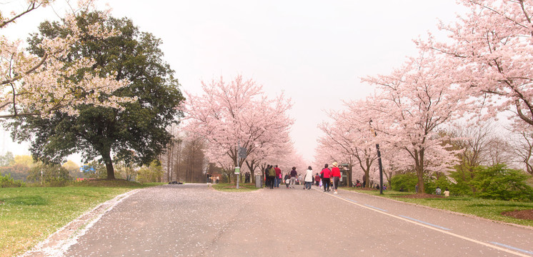 樱花大道