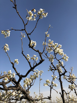 梨花梨树