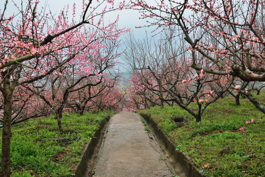 桃花园风光