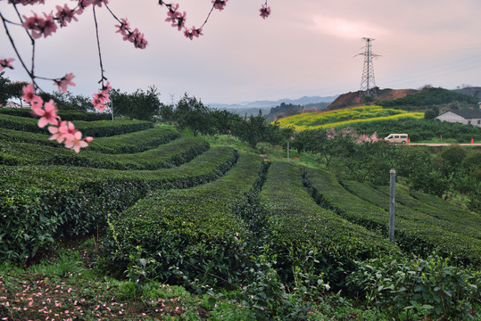 茶园春色