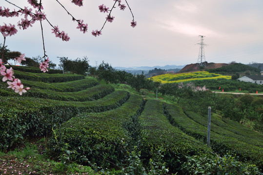 茶园春色