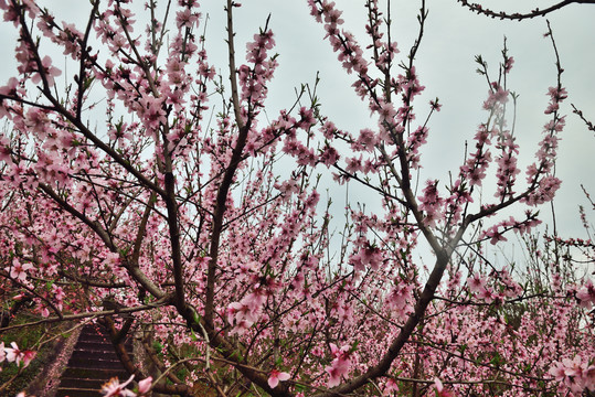 桃花园风光