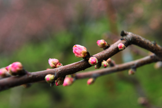 桃花园风光