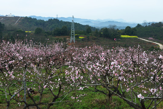 桃花园风光