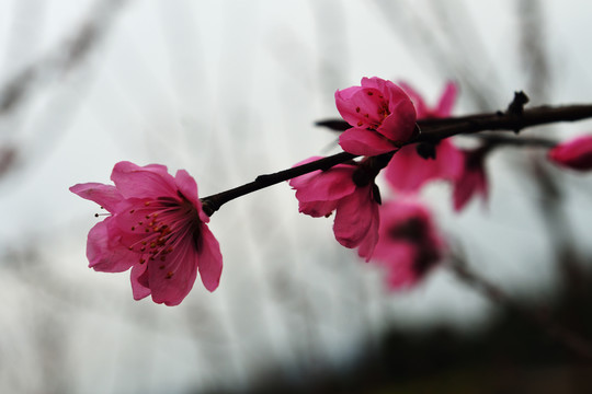 桃花园风光