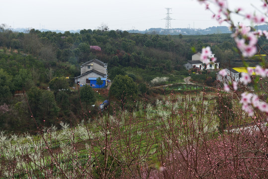 桃花园风光