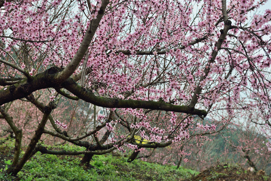 桃花园风光