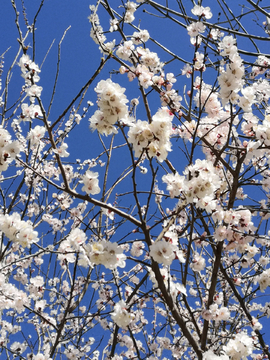 杏花  天空