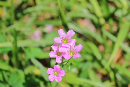 小野花