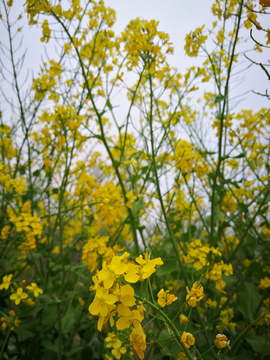 春天的油菜花