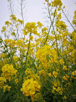 春天的油菜花