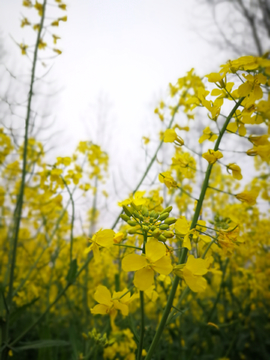 油菜花