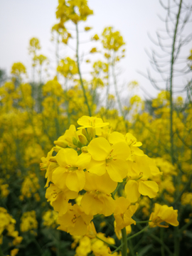 春天的油菜花