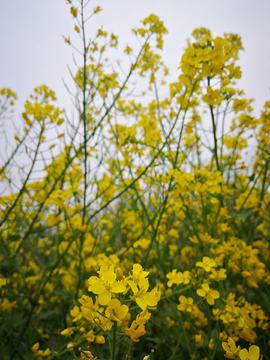 春天的油菜花