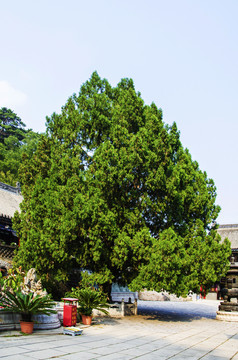 千山中会寺500年古松中会圣柏