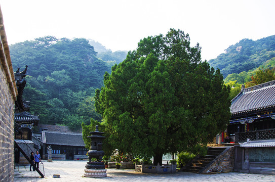 千山中会寺500年古松中会圣柏