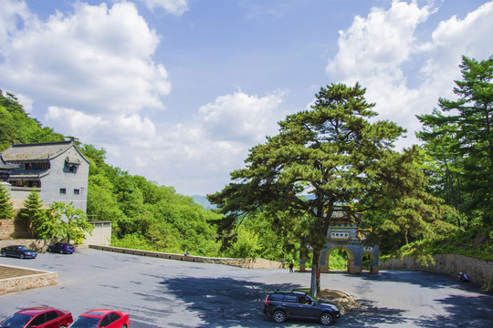 千山中会寺400年古松尚礼松