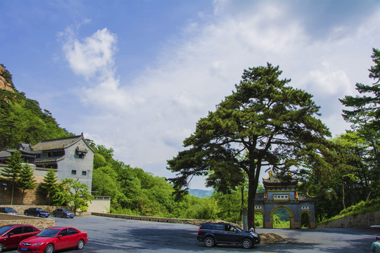 千山中会寺400年古松尚礼松