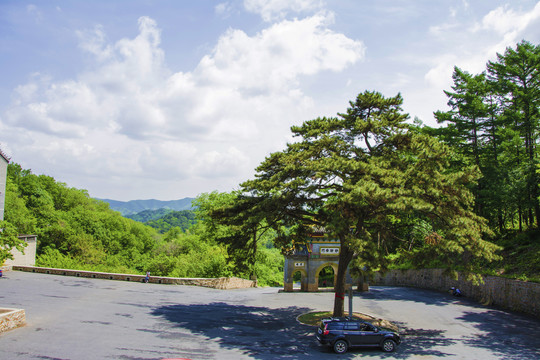 千山中会寺400年古松尚礼松