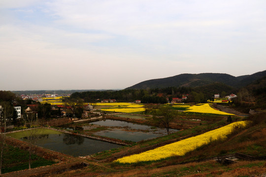 油菜花